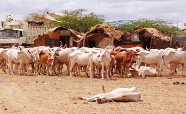 Animals at the Garissa animal market in Kenya